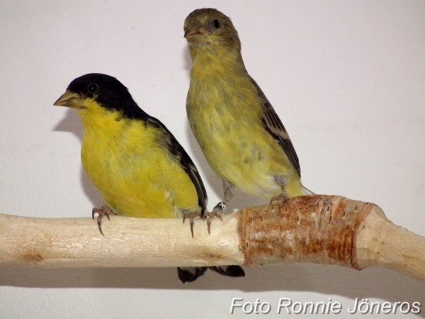 Mexikansk sisken (Carduelis Psaltria)